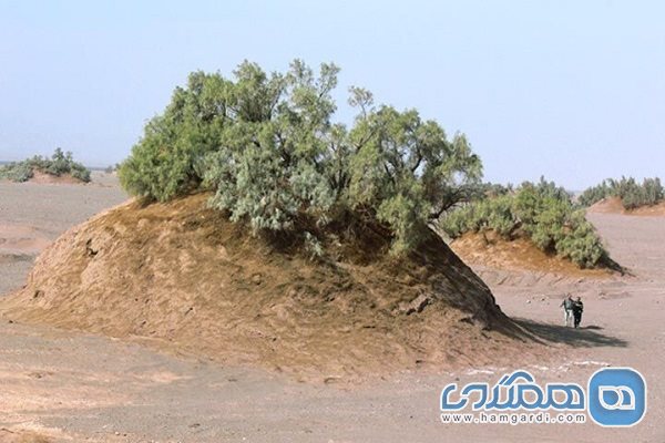 کشف و ثبت بلندترین گلدان بیابانی جهان در کویر لوت