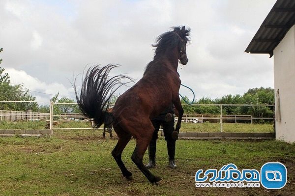 اسب کاسپین میراثی باستانی از پهنای خزر برای جهان است