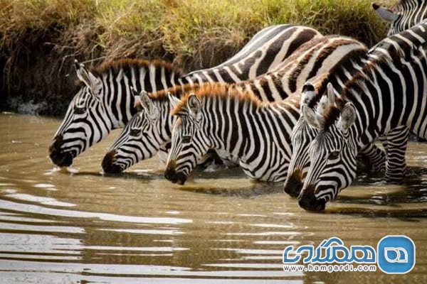 حیات وحش در کنیا