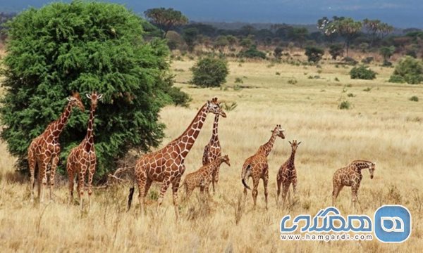 پارک ملی ابردیر یکی از دیدنی ترین پارک های ملی کنیا است