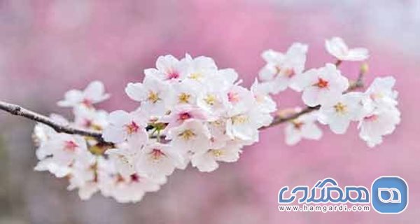 شکوفه گیلاس (نماد ژاپن)