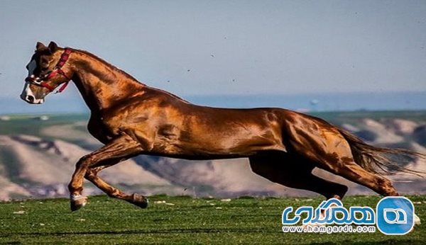 تعویق یک هفته ای جشنواره زیبایی اسب اصیل ترکمن
