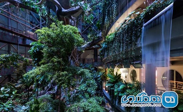 جنگل بارانی دبی یکی از جاذبه های گردشگری امارات به شمار می رود