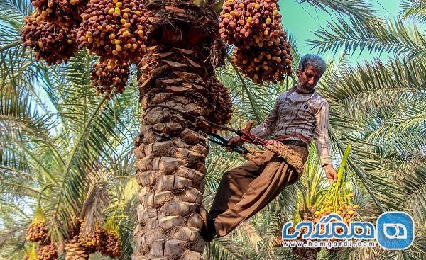 رطب ظرفیت گردشگری کشاورزی جنوب ایران است