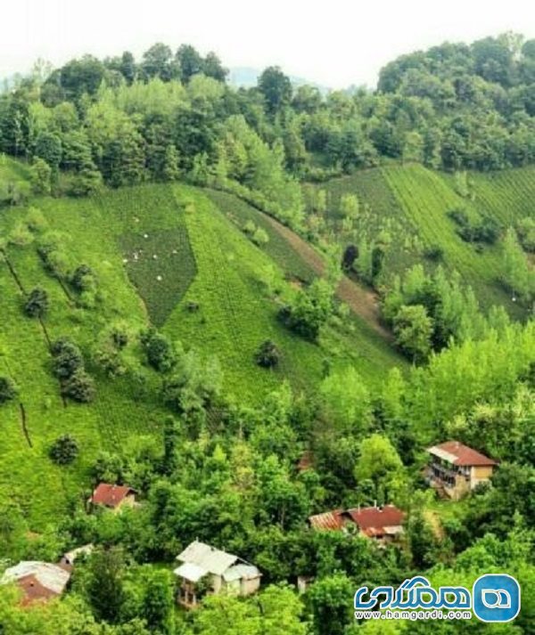روستای سرچشمه یکی از روستاهای زیبای لاهیجان به شمار می رود