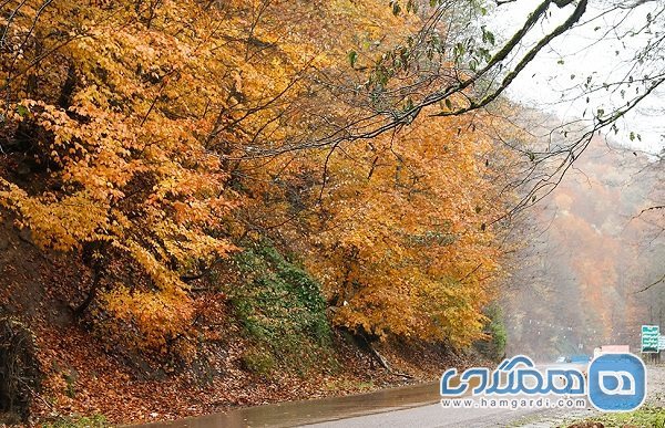 زیباترین جاده جنگلی جهان در غرب مازندران نیازمند امکانات رفاهی و خدمات مناسب است