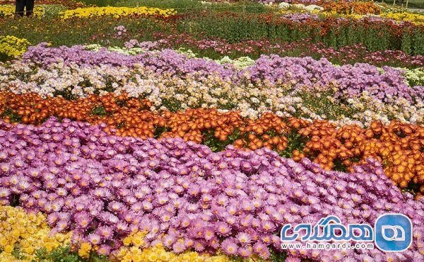بیست و یکمین نمایشگاه گلهای داوودی در محلات گشایش خواهد یافت