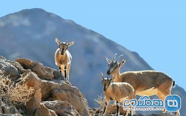 منطقه حفاظت شده قلاجه یکی از دیدنی های استان کرمانشاه است