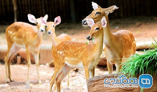 باغ وحش دوزیت یکی از جاهای دیدنی بانکوک به شمار می رود