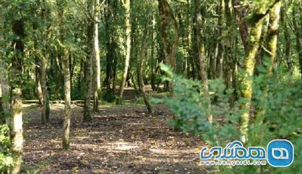 پارک جنگلی خرما یکی از جاذبه های گردشگری استان گیلان است