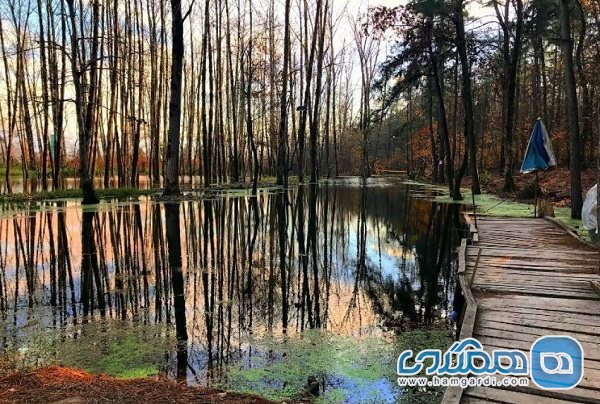 پارکهای جنگلی استان گیلان فرصت بی بدیل گردشگری است