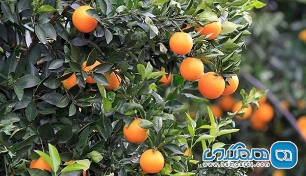 جشنواره برداشت پرتقال در کهگیلویه و بویراحمد برگزار می شود