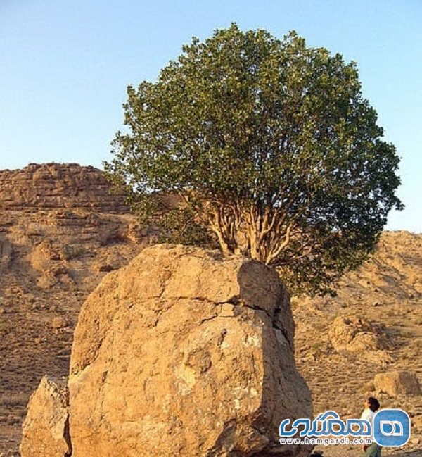 درخت مروارید سبز ارسنجان یکی از جاذبه های طبیعی استان فارس است