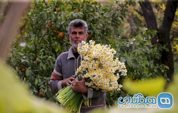 جشنواره گل نرگس در خفر فارس برگزار می شود