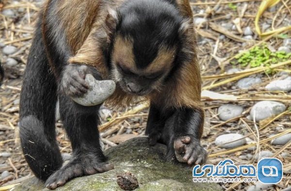 مجموعه ابزارهای سنگی چند ده هزار ساله در بزریل را میمونها ساخته اند