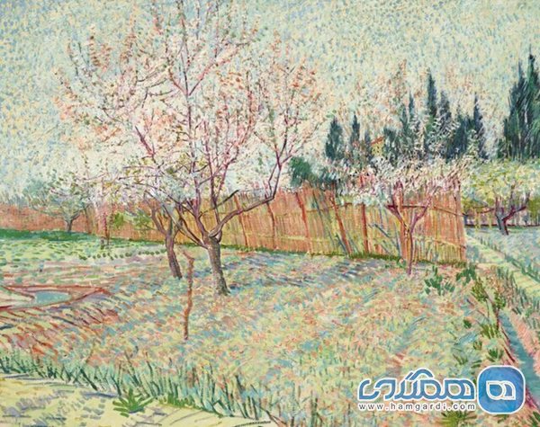 سرو و باغ میوه (۱۸۸۸) اثر وینسنت ونگوگ 