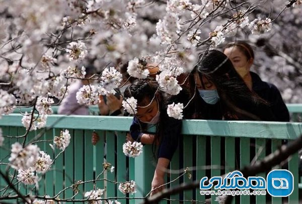 ژاپن دوباره آماده میزبانی از بازدید کنندگان فصل شکوفه های گیلاس شده است