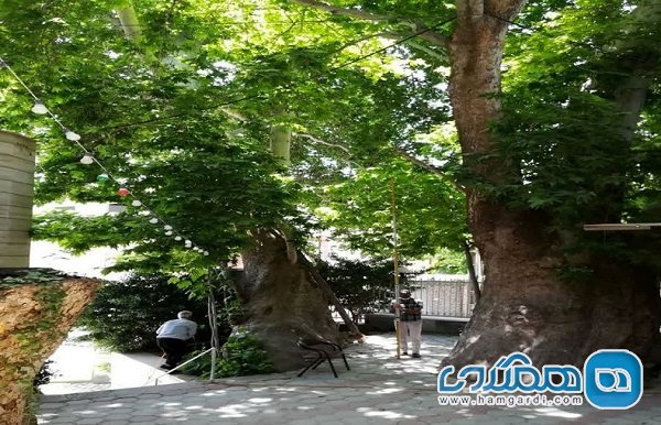 حفاظت از میراث طبیعی به خصوص درختان کهنسال ثبت شده استان البرز تشدید می شود