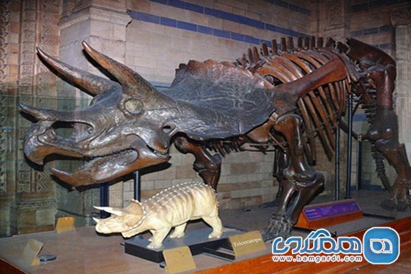 موزه تاریخ طبیعی و تنوع زیستی دامغان