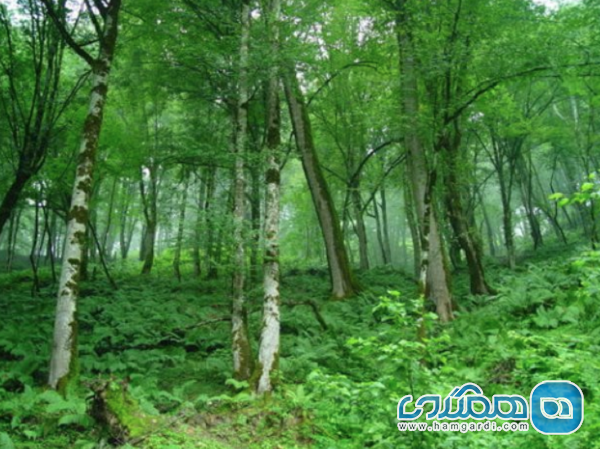 منطقه حفاظت شده خیبوس یکی از جاذبه های گردشگری استان مازندران است