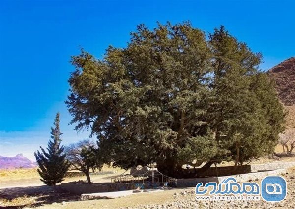 درختان سرو کهنسال شهرستان تفتان در فهرست میراث طبیعی ملی ایران به ثبت رسیدند