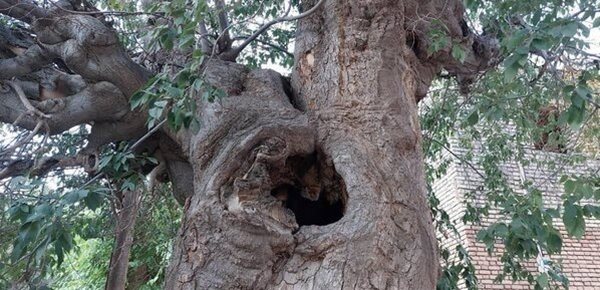 ثبت درخت کهنسال داغداغان روستای پندر شهرستان تفت در فهرست آثار طبیعی ملی