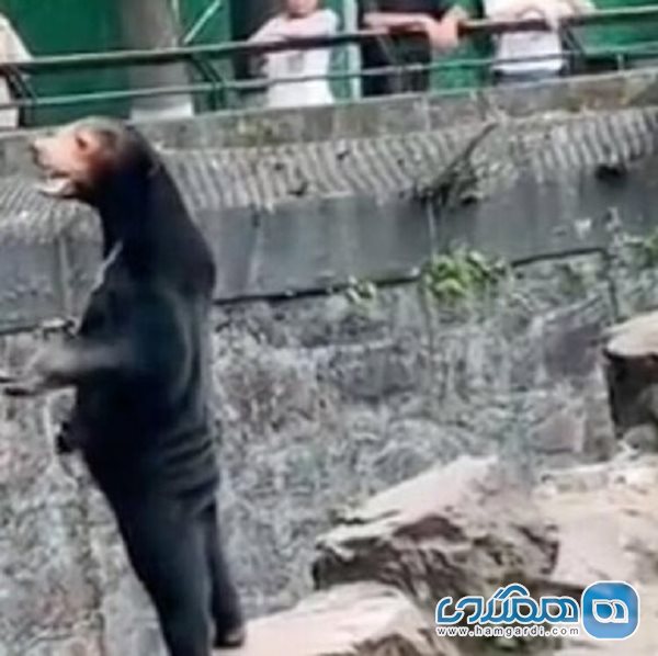 گردشگران برای دیدن خرس شبیه انسان به باغ وحش چین می روند