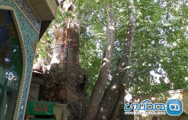 اجرایی شدن طرح حفاظت از درختان کهنسال در البرز برای اولین بار در کشور