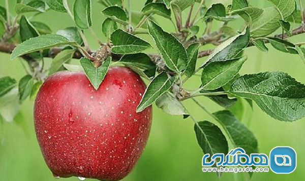 اولین جشنواره گردشگری سیب درختی مجن برگزار می شود