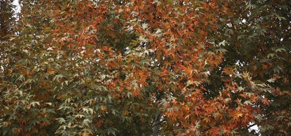 نگاهی به زیبایی های فصل پاییز در باغ منصورآباد 3