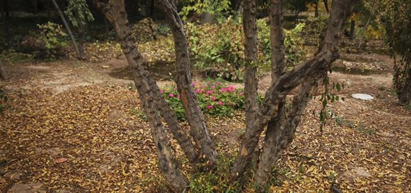 نگاهی به زیبایی های فصل پاییز در باغ منصورآباد 4