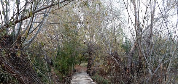 نگاهی به طبیعت پاییزی باغات ارومیه 3