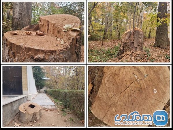 روایتی جدید از درختان قطع شده سعدآباد 2