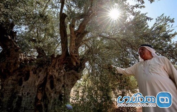مردم و مقام های اردن تلاش دارند از درختان زیتون باستانی این کشور حفاظت کنند