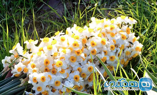 جشنواره گردشگری گل نرگس سمنان برگزار می شود