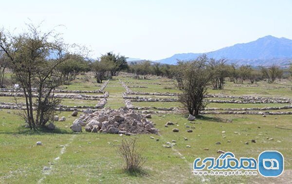 تهدید شهر باستانی بیشاپور با کاشت گل نرگس