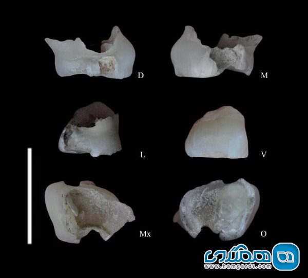 رونمایی از دندان شیری ۱۷۵ هزار ساله کودک نئاندرتال