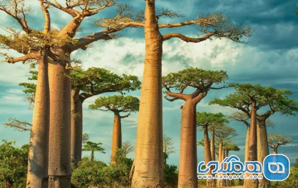 تور ۹ روزه آفریقای جنوبی (نهال گشت)