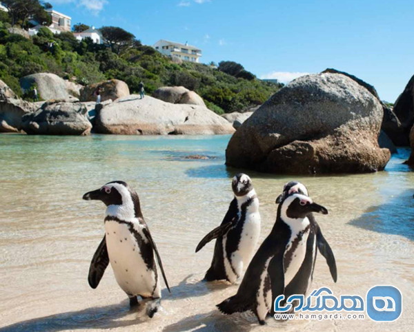 جاذبه ها و فعالیت های گردشگری برجسته در آفریقای جنوبی