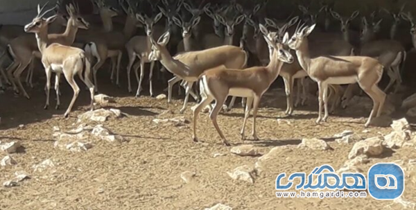 اقلیم و تنوع زیستی در کردستان عراق