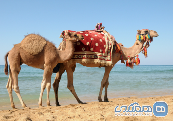 ساحل شتر (Camel Beach)