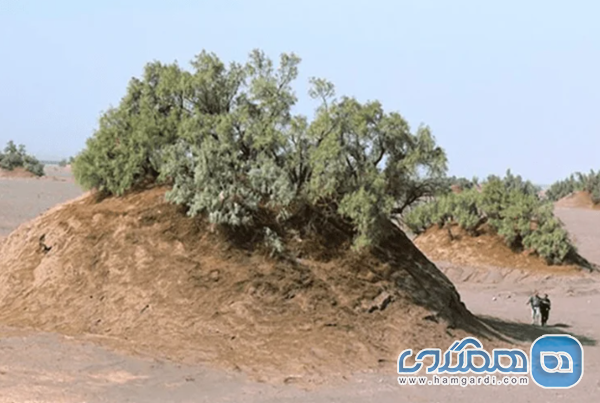 نبکاها