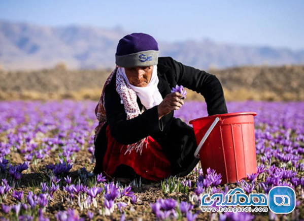 برداشت زعفران