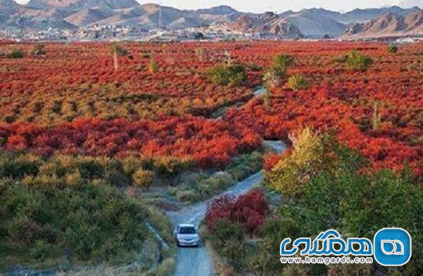 پاییز خراسان جنوبی؛ بهار گردشگری مزرعه و همزمانی دو محصول استراتژیک