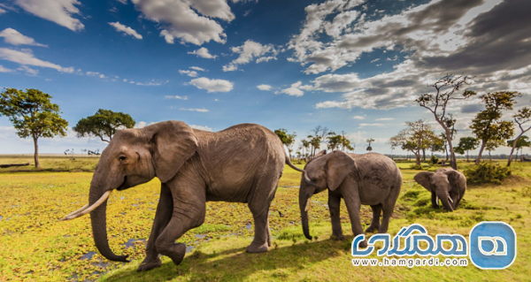 مقدمه: تجربه لوکس سافاری در قلب آفریقا