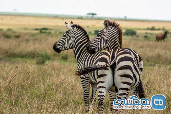 جزئیات پکیج های ۷ روزه (تمرکز بر سافاری و مثلث طلایی)