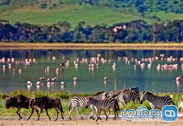 نتیجه گیری: آبان و آذر، زمان طلایی برای رزرو سافاری لوکس