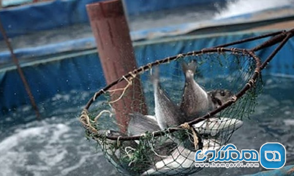 شیلات و آبزی پروری (Aquaculture)