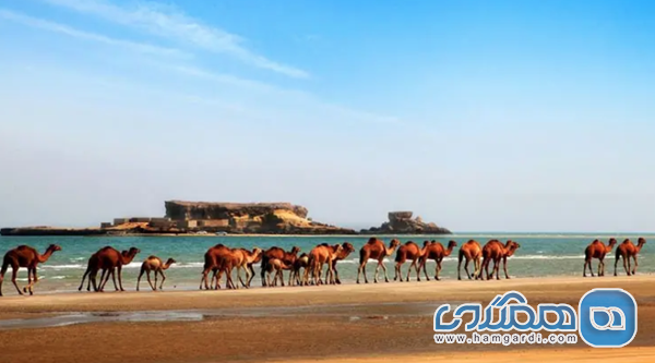 بومگردی های ساحل جنوبی و جاذبه های دریایی (سوزا و شیب دراز)