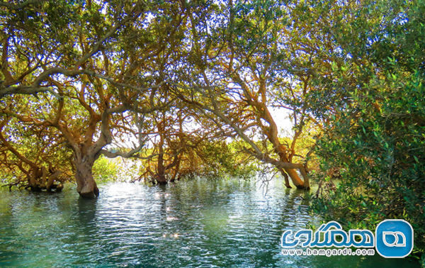 دسترسی به جنگل حرا و جزیره هنگام